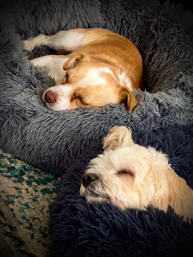 Two dogs sleeping peacefully in fluffy beds.