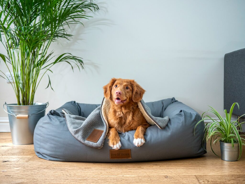 Orthopedic dog bed for large dogs providing support